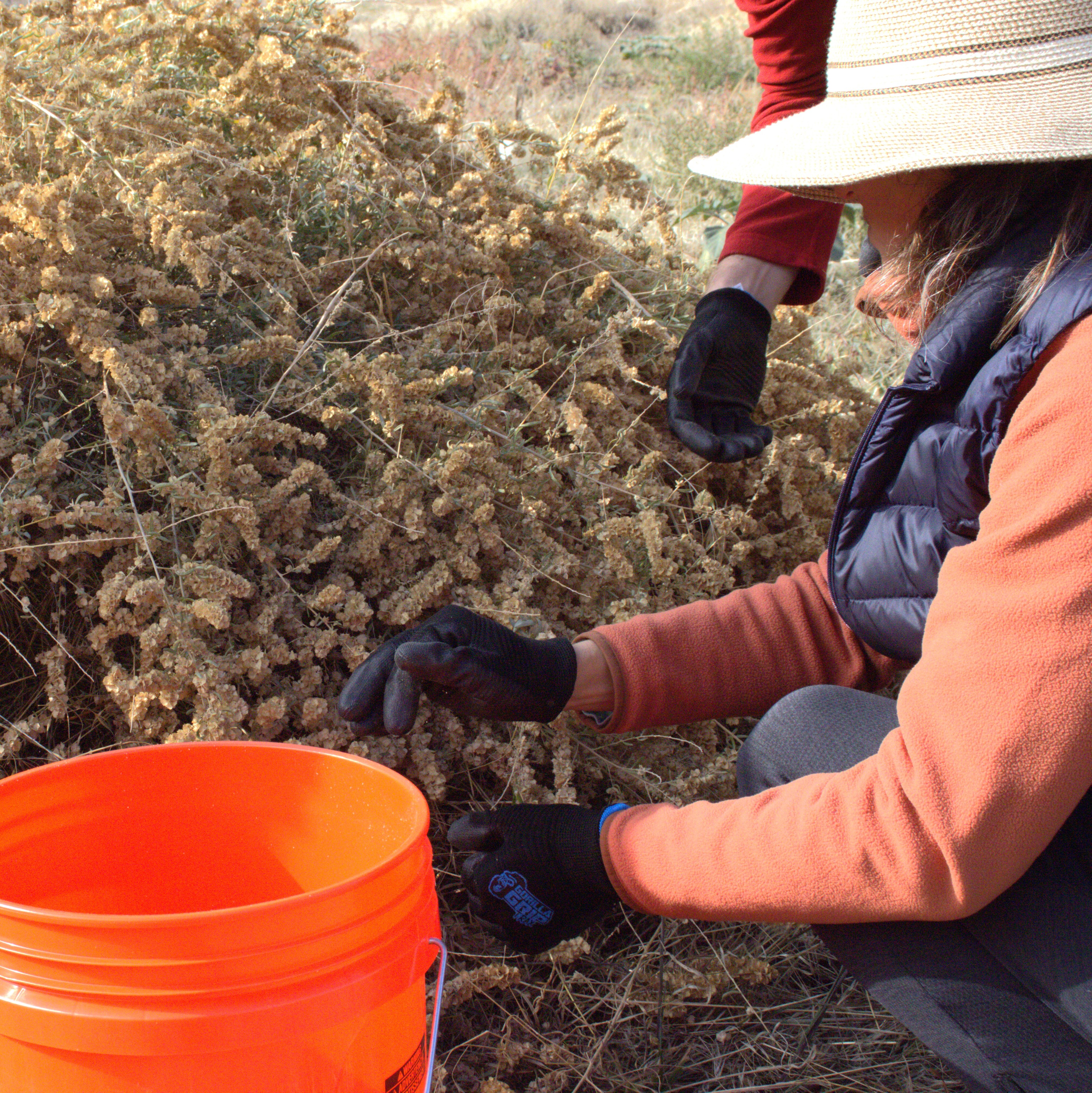 Volunteer Day: Seed Collection - logo