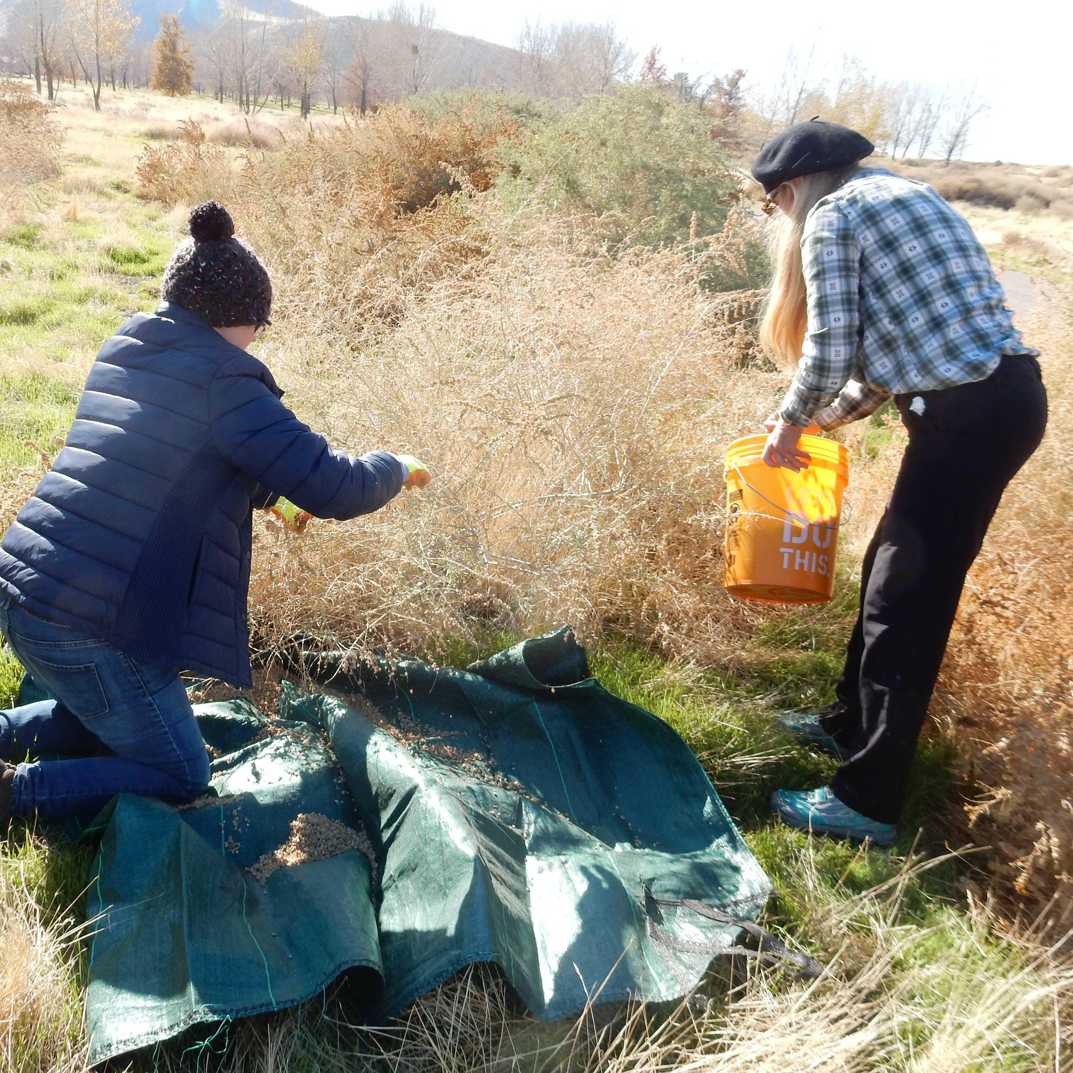 Volunteer Day: Seed Collection - logo